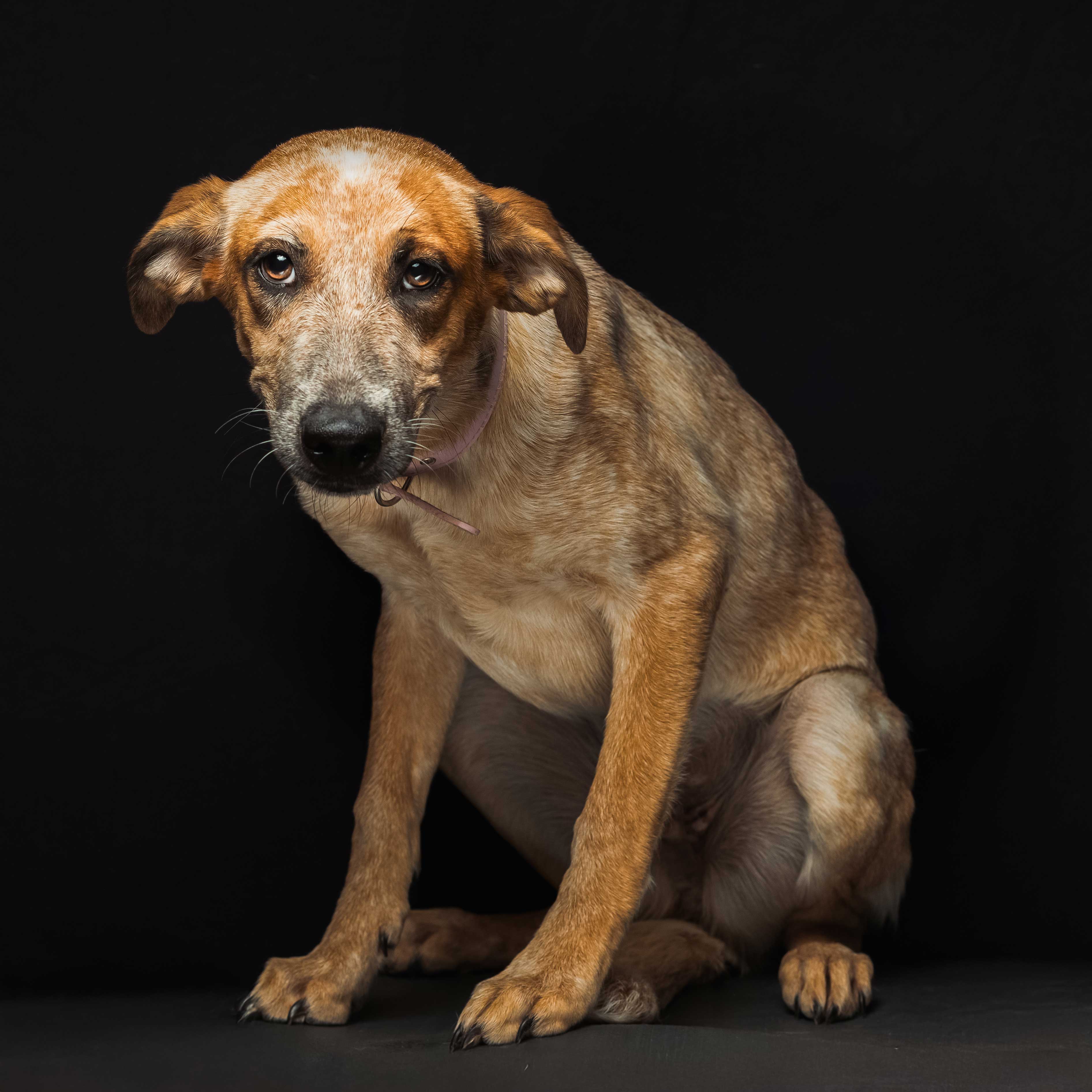 Descripción de la imagen