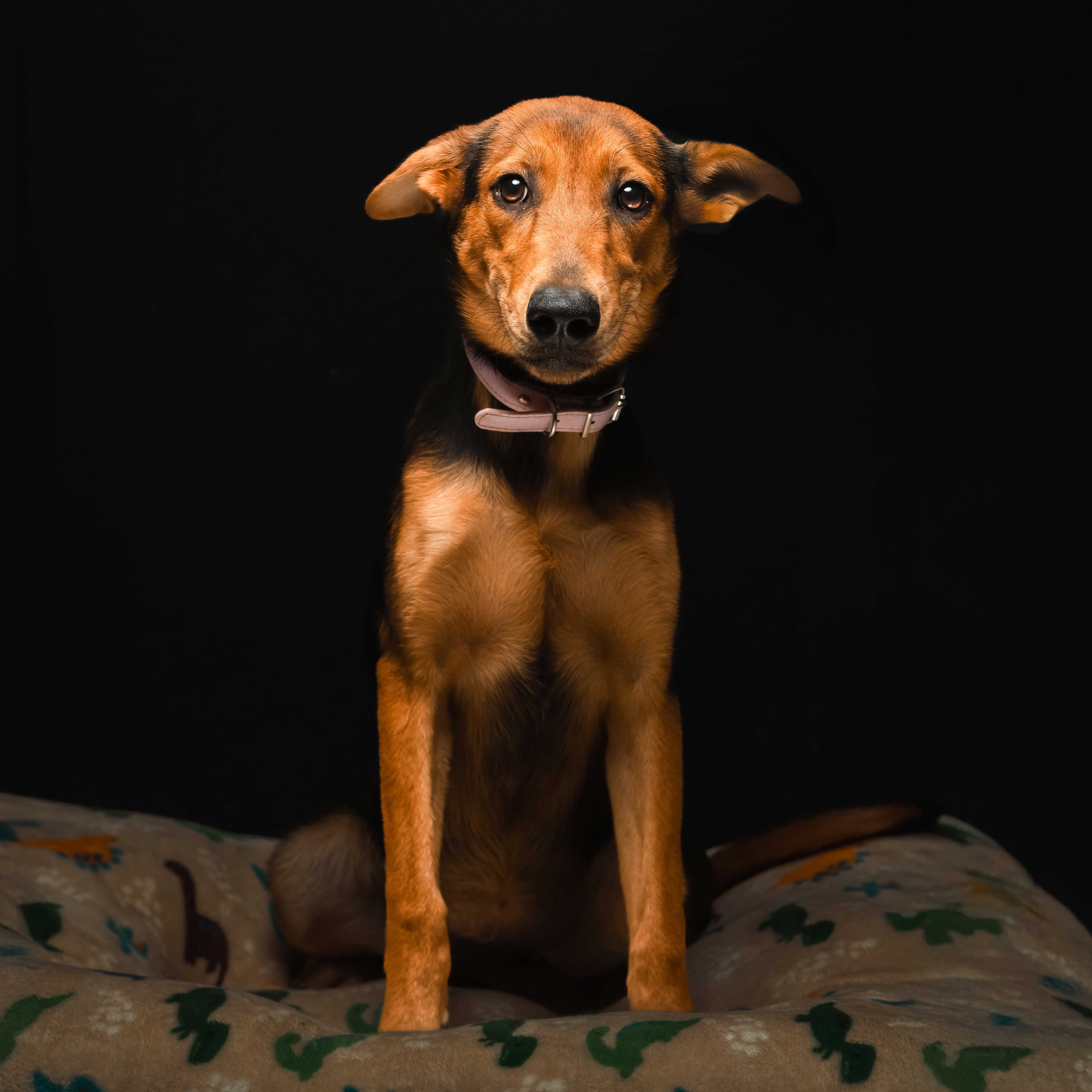 Descripción de la imagen