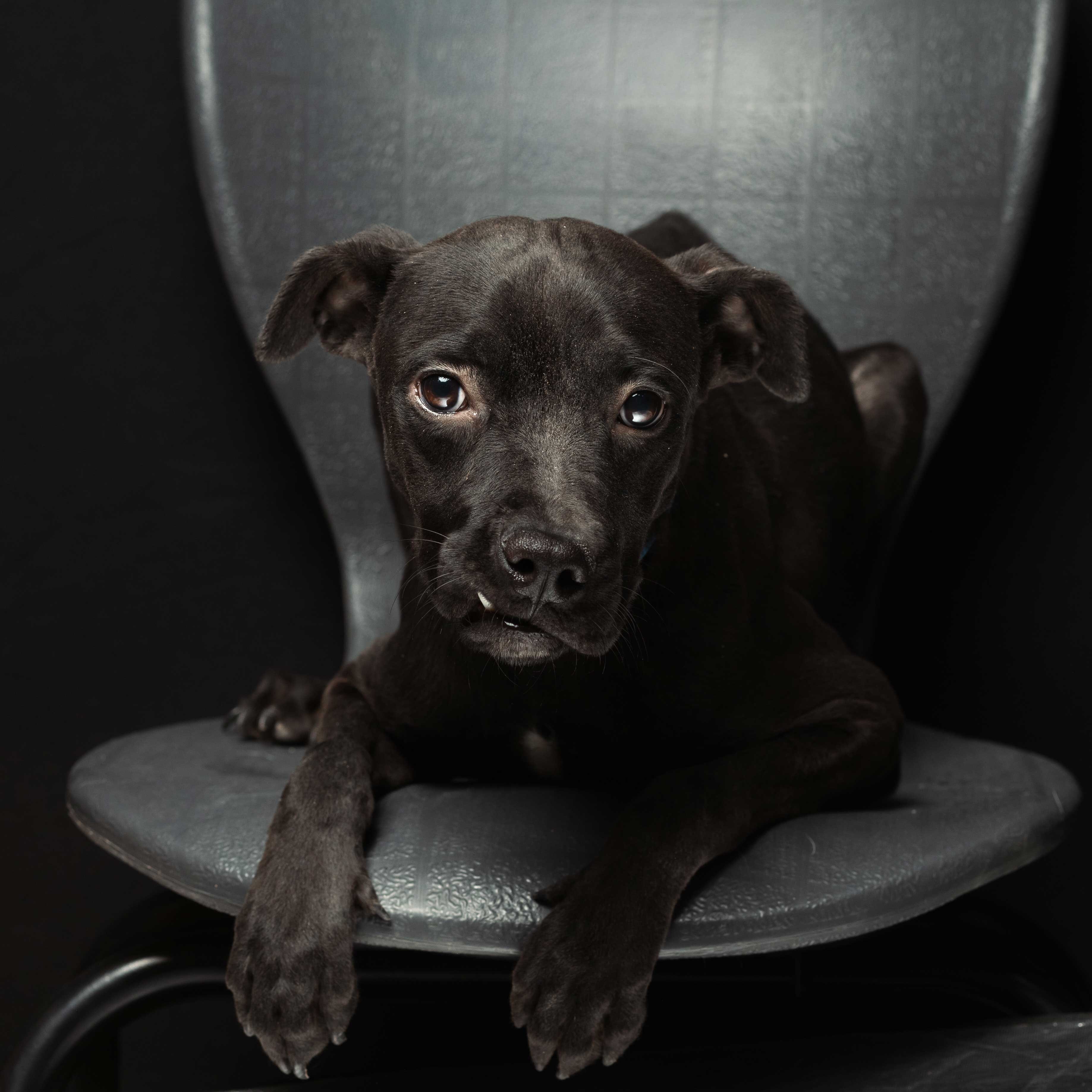 Descripción de la imagen