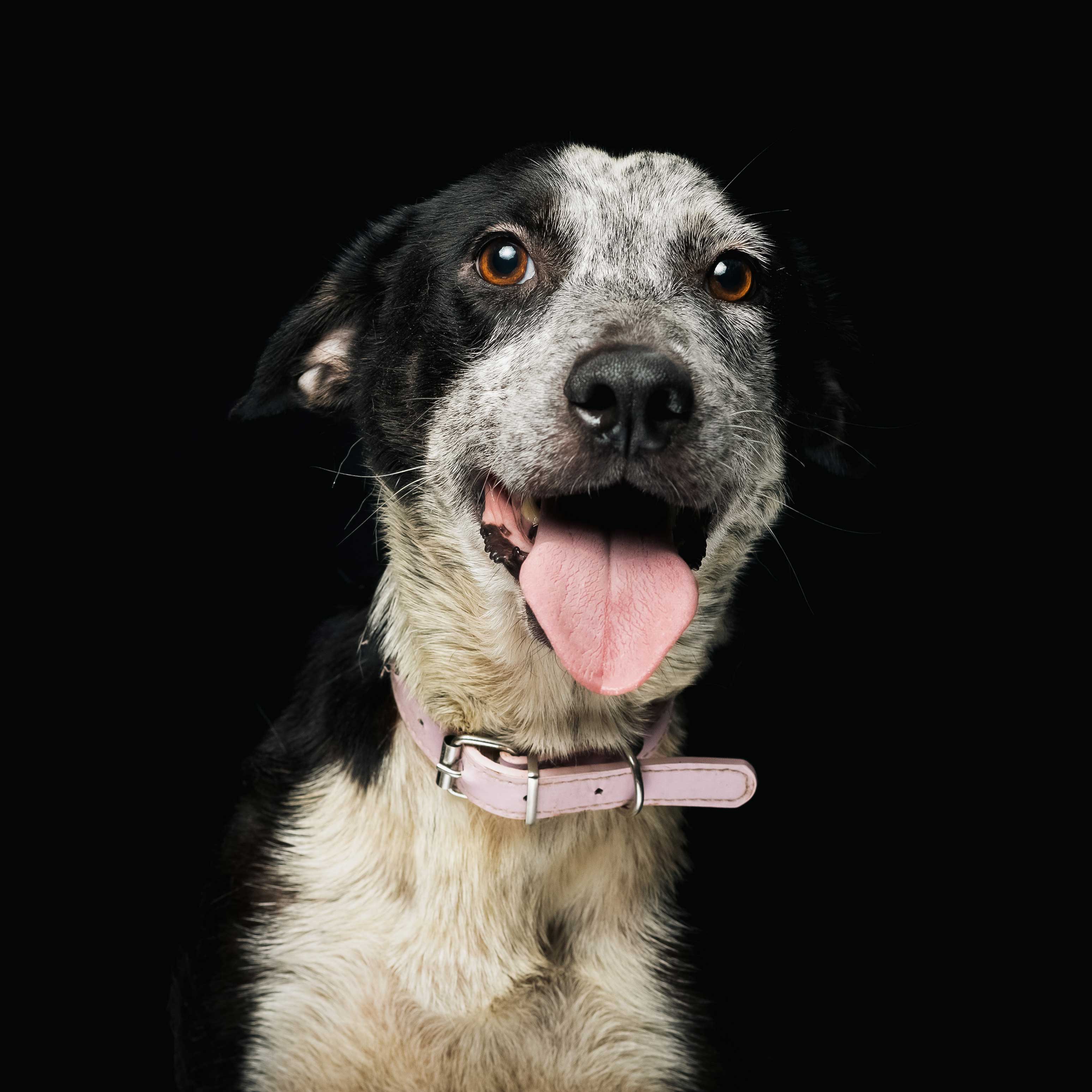 Descripción de la imagen