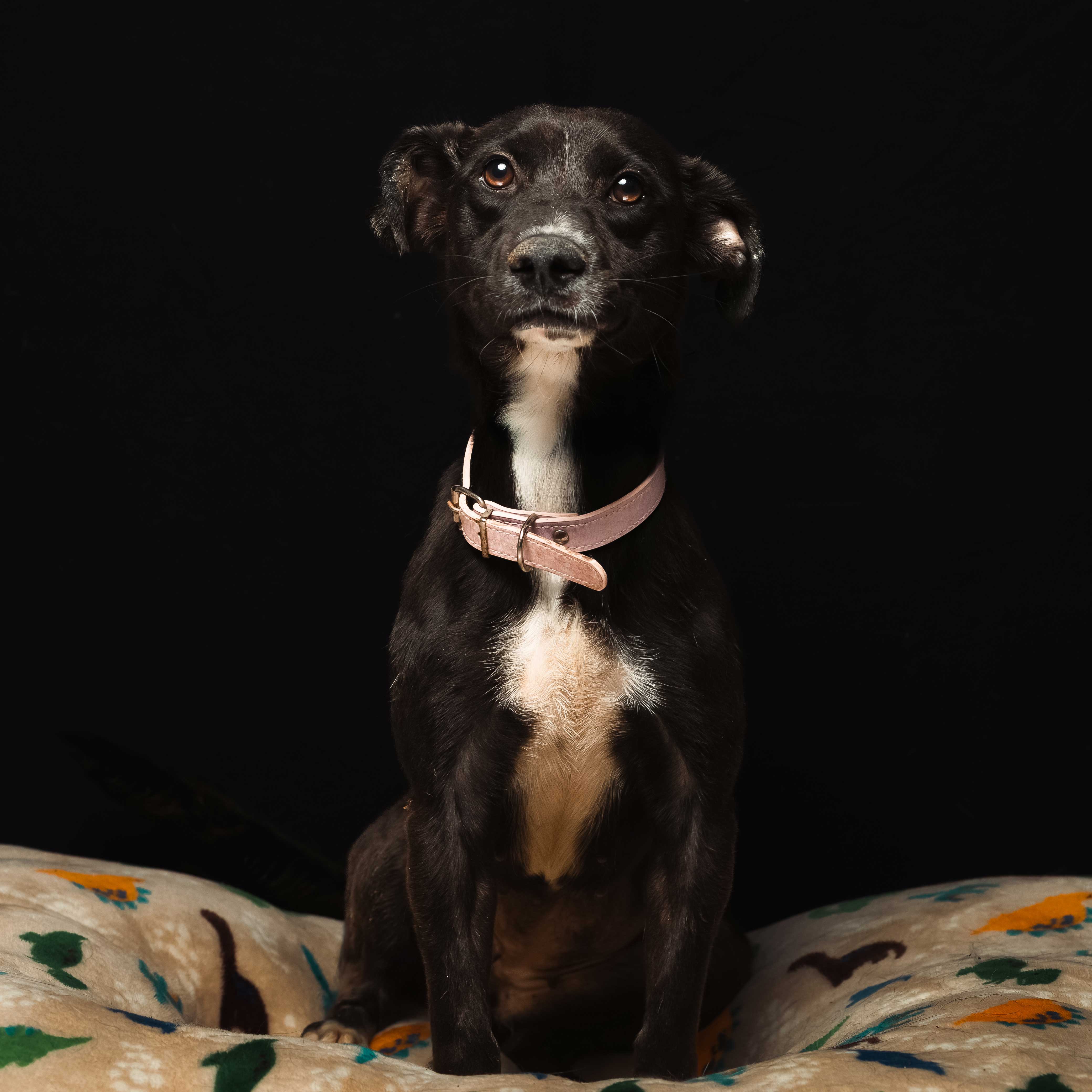 Descripción de la imagen