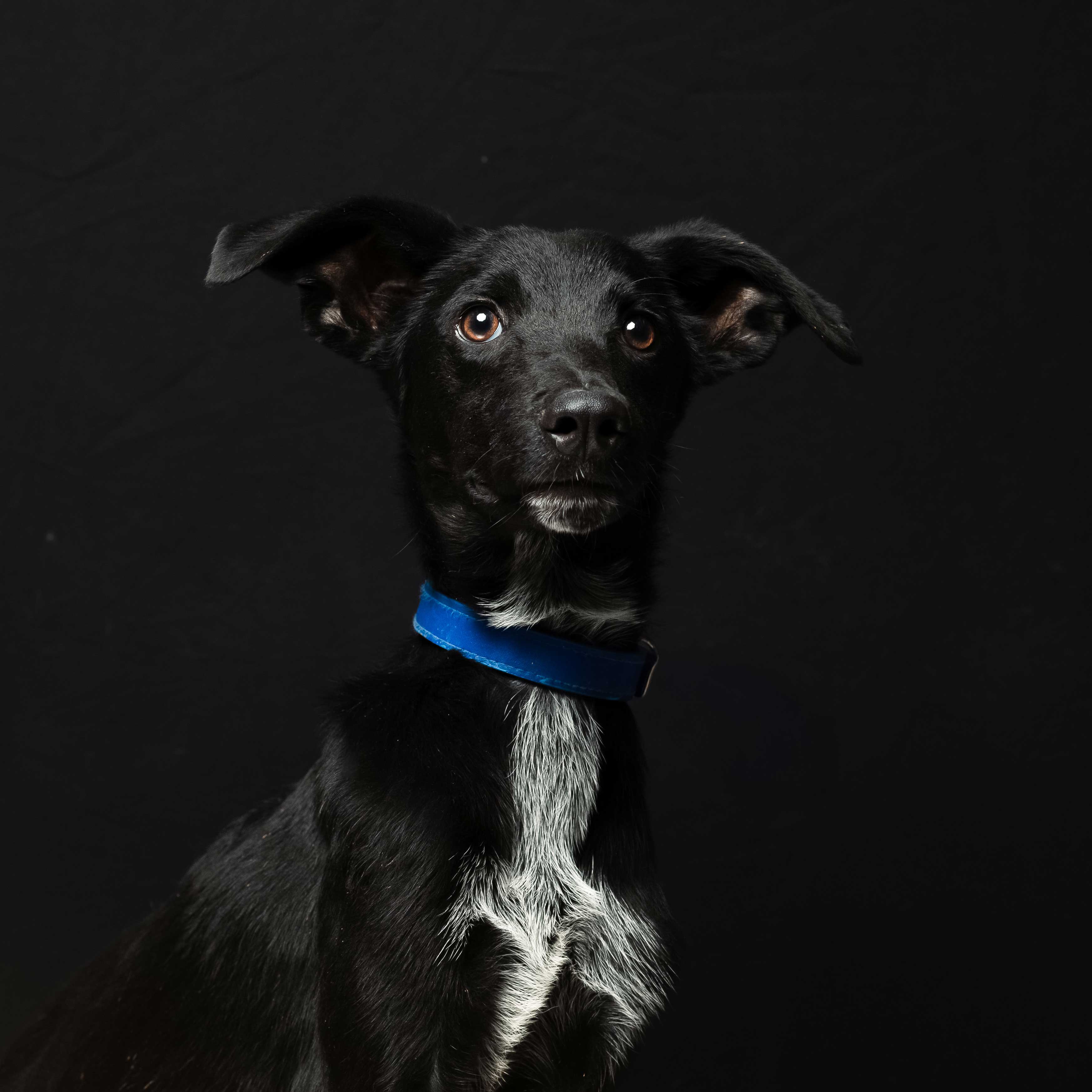 Descripción de la imagen