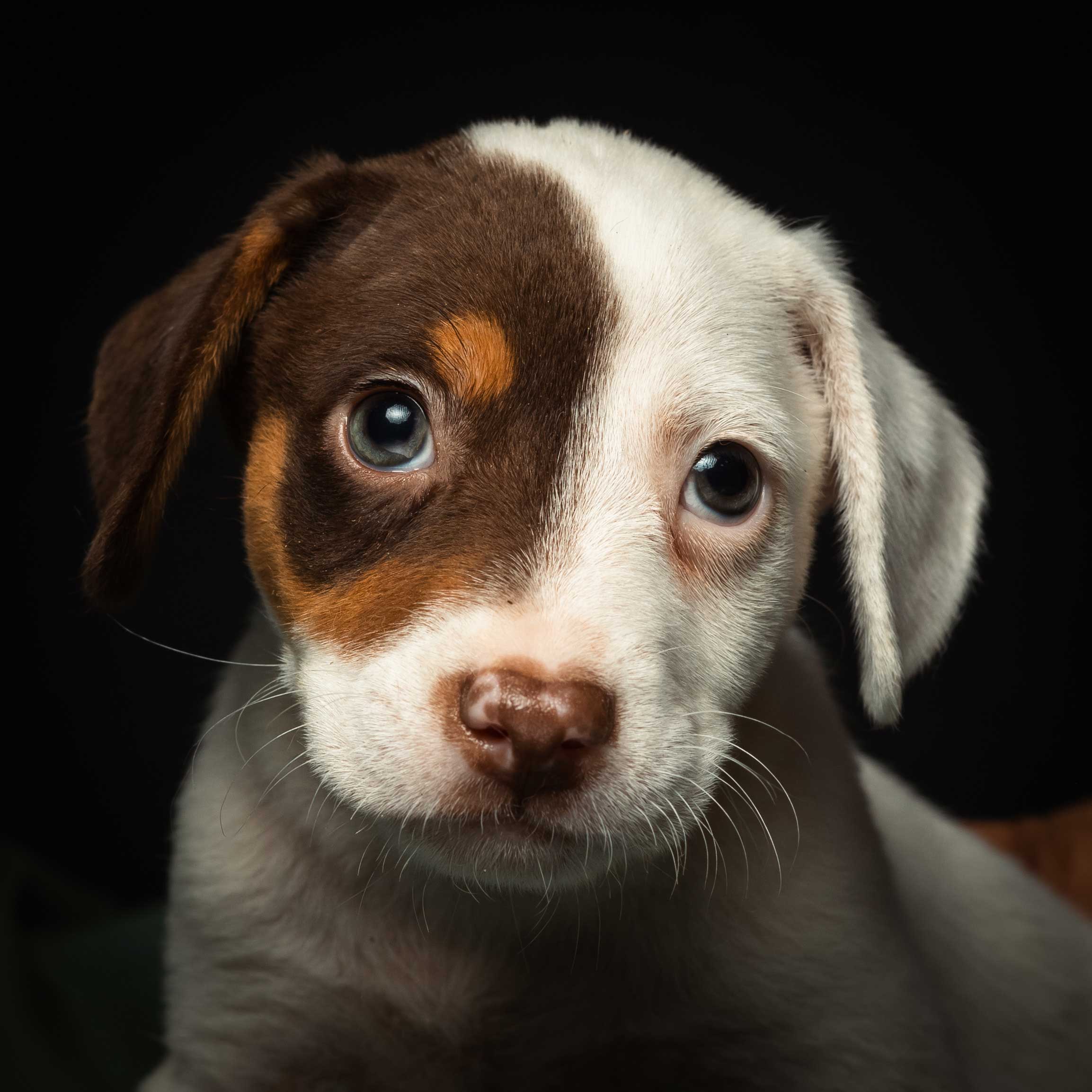 Descripción de la imagen