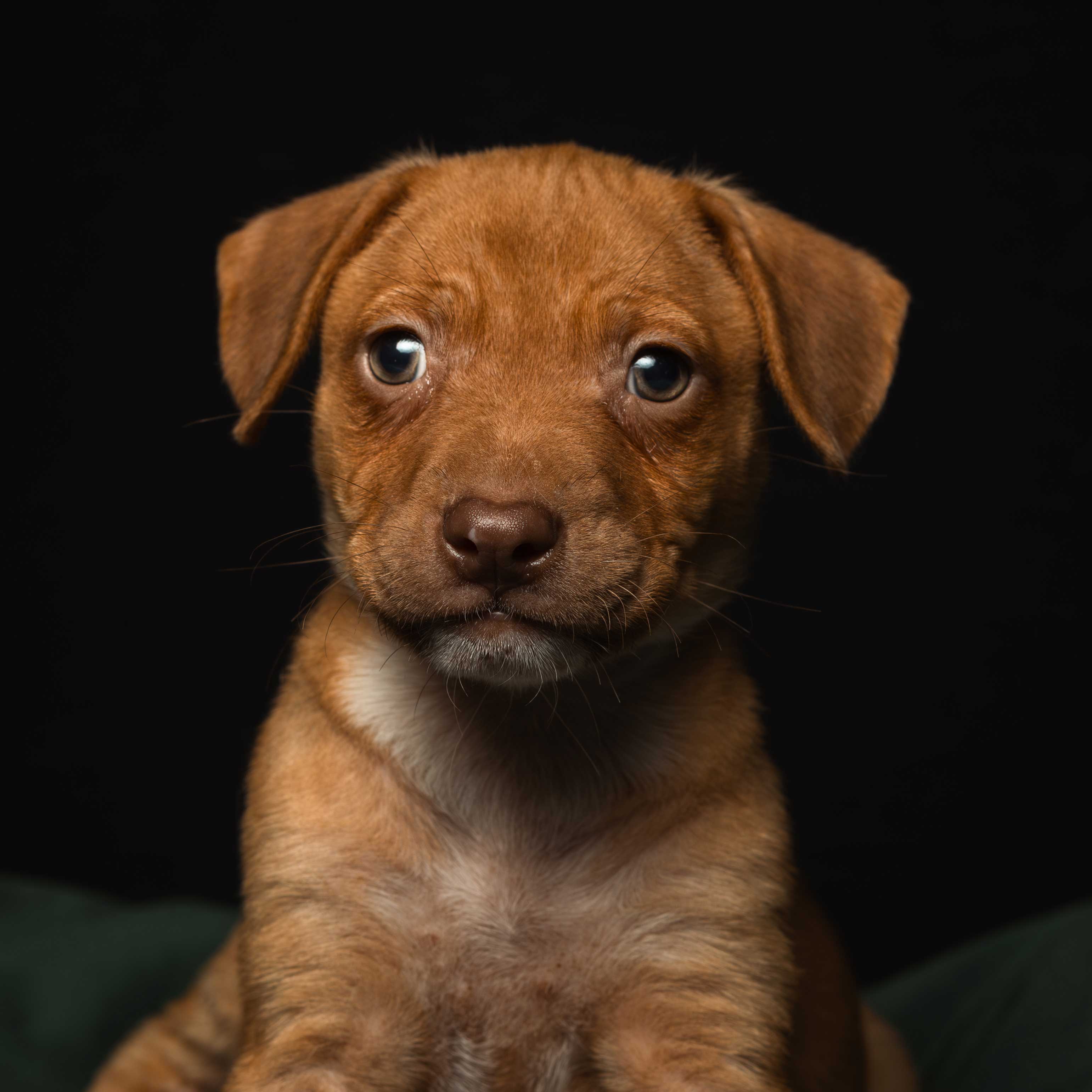 Descripción de la imagen