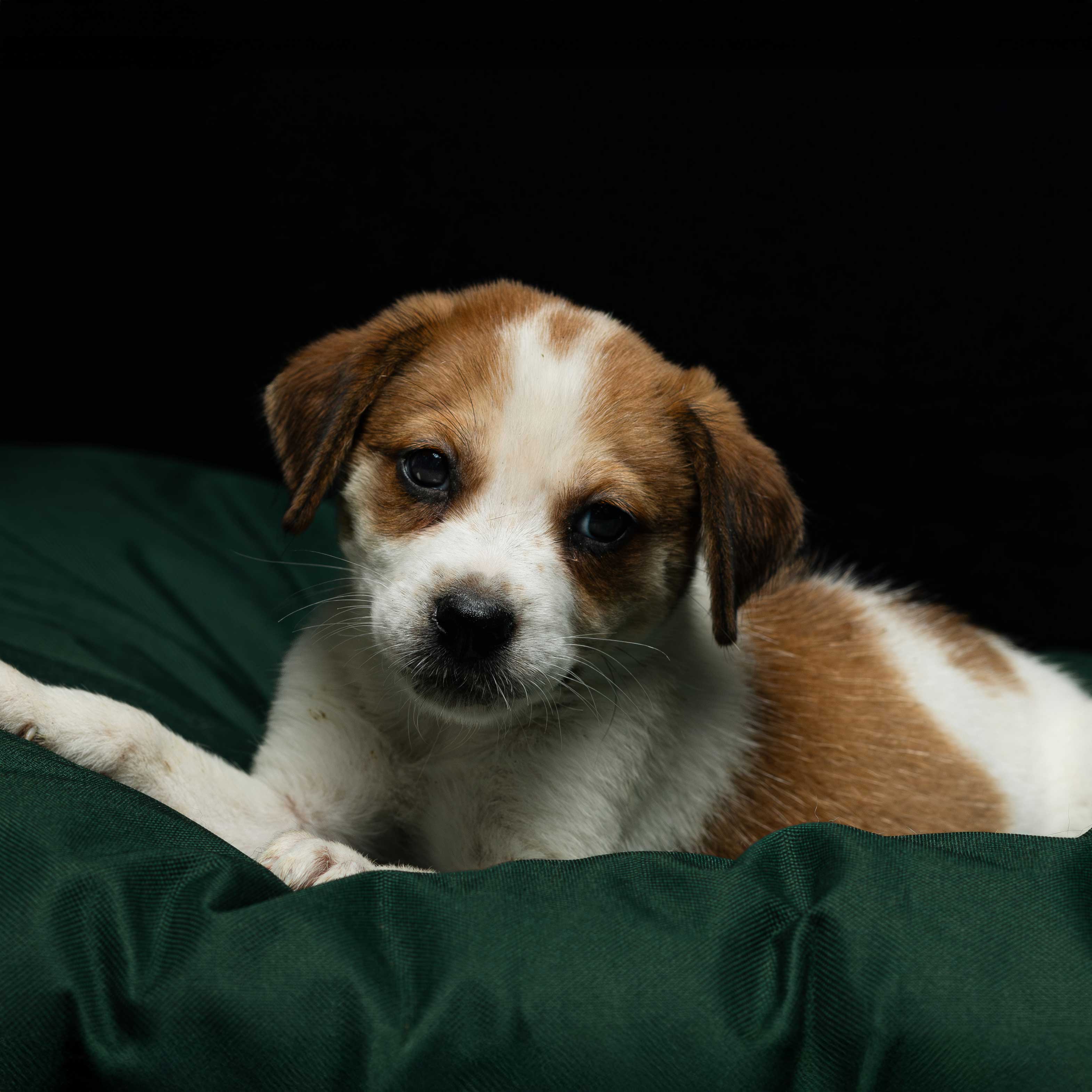 Descripción de la imagen