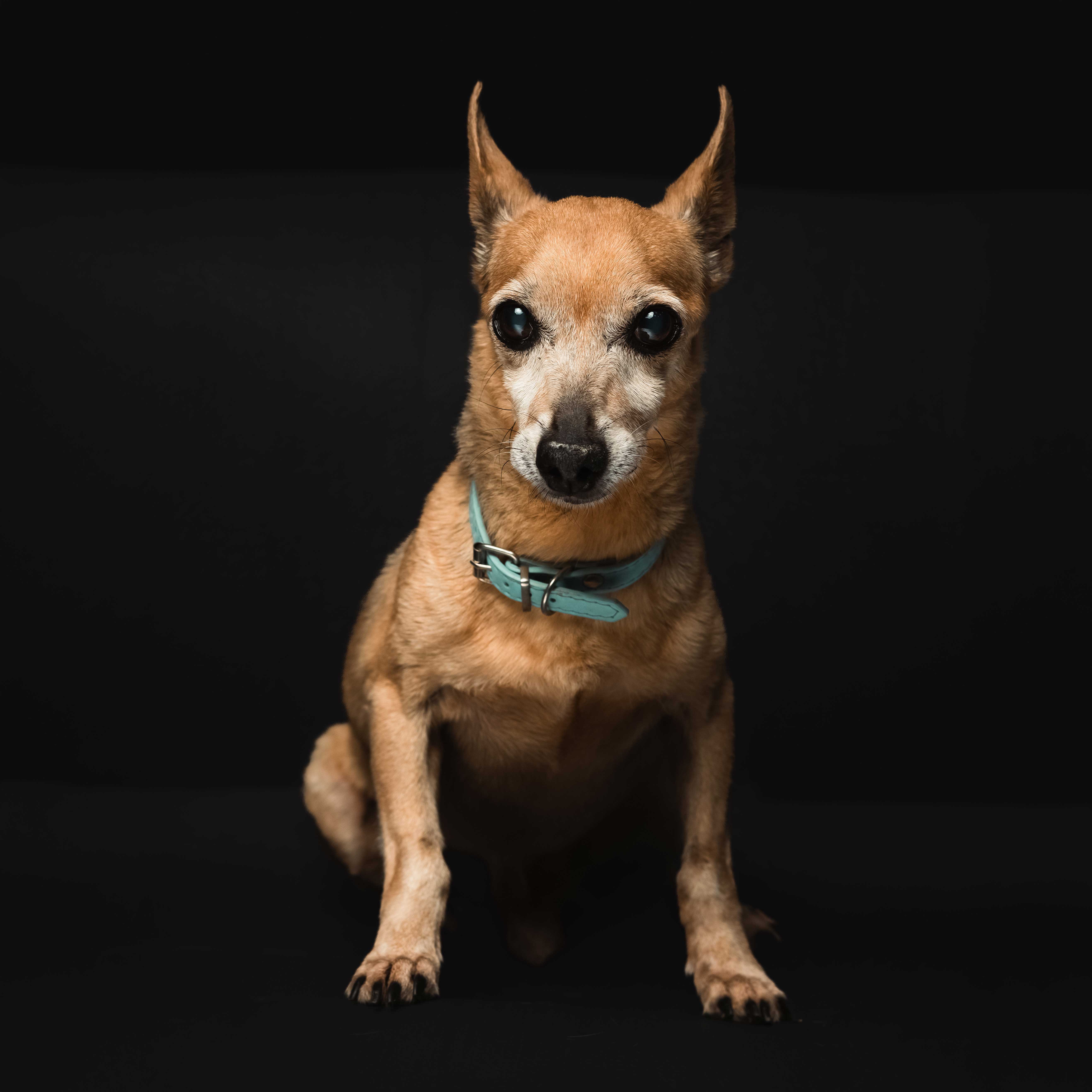 Descripción de la imagen