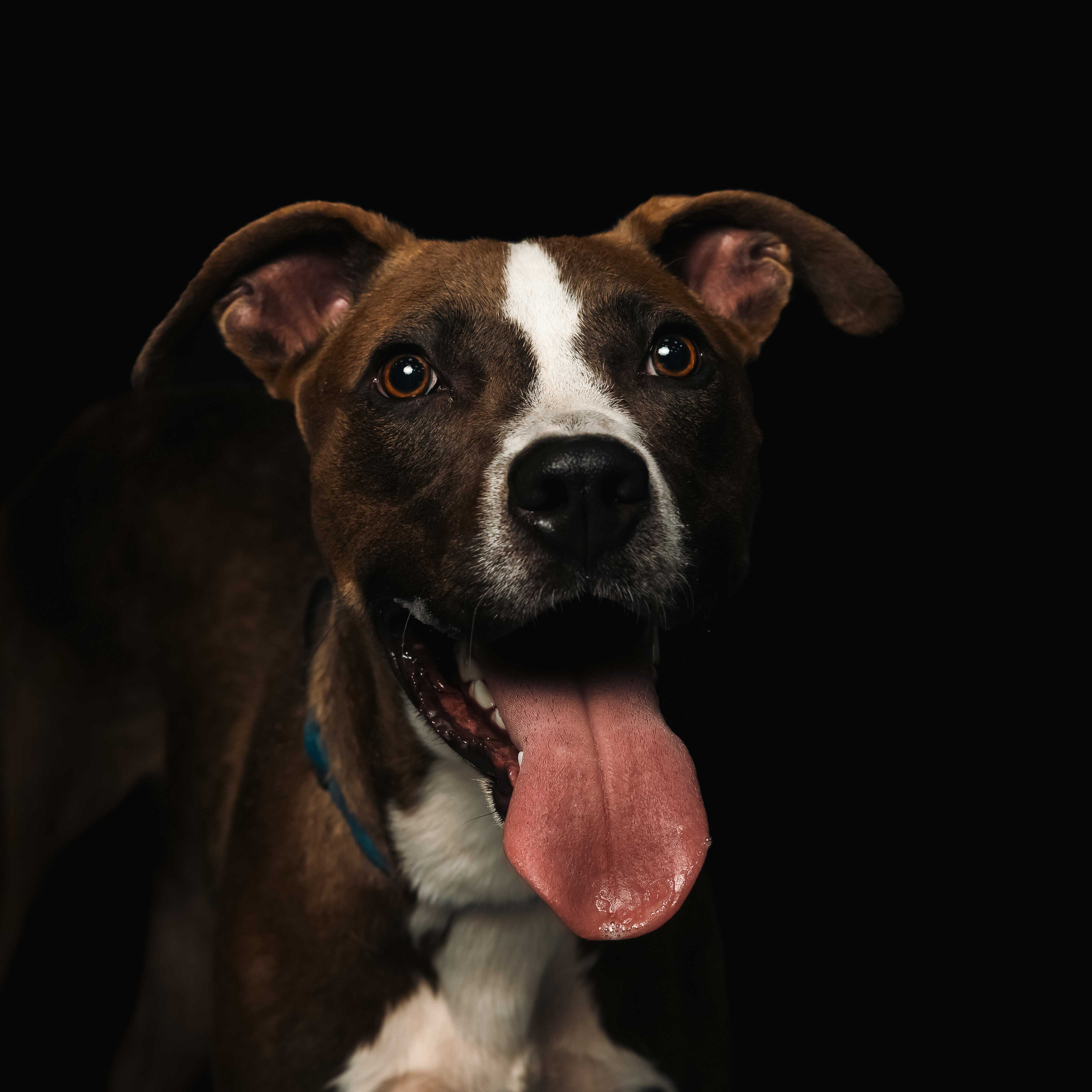 Descripción de la imagen