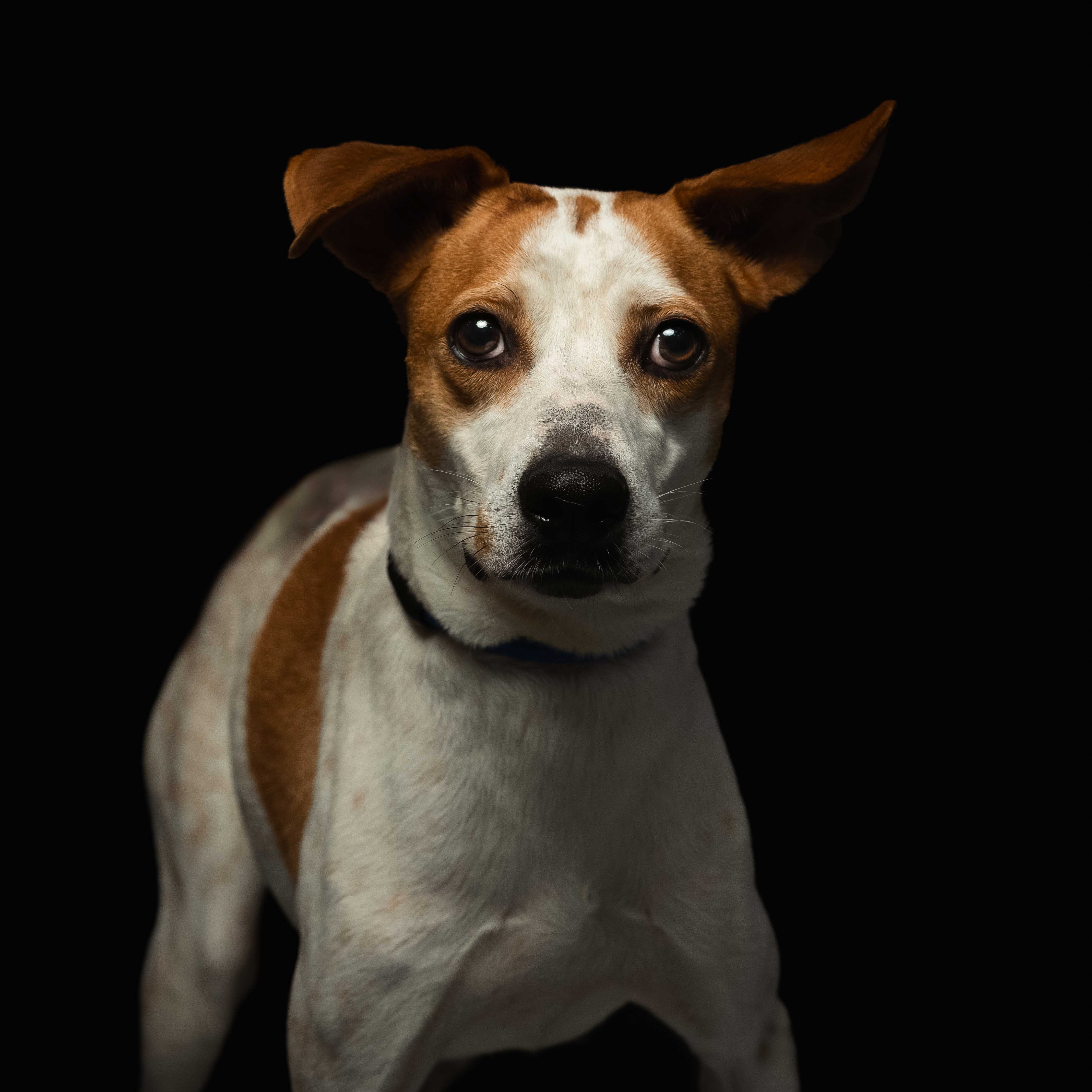 Descripción de la imagen