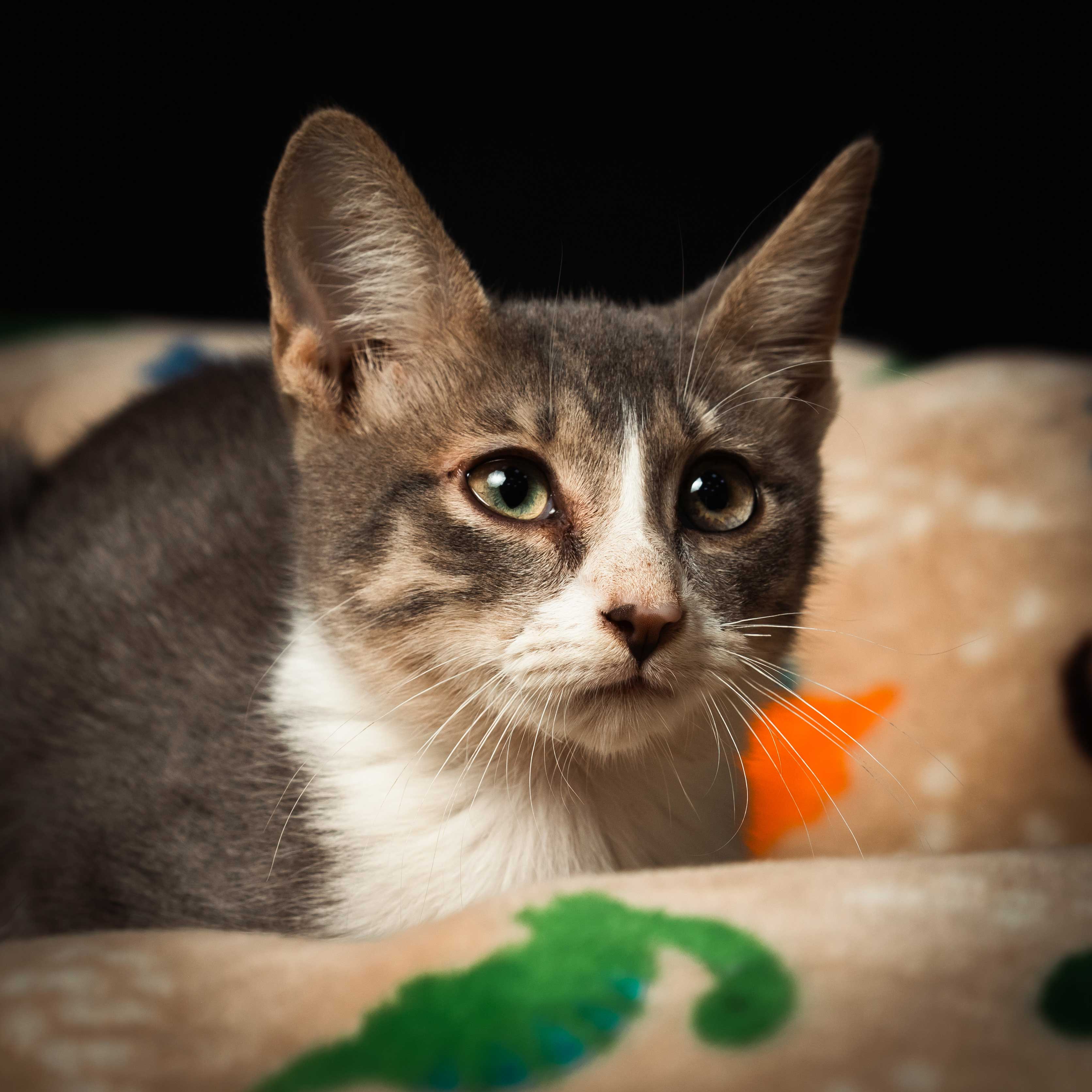 Descripción de la imagen