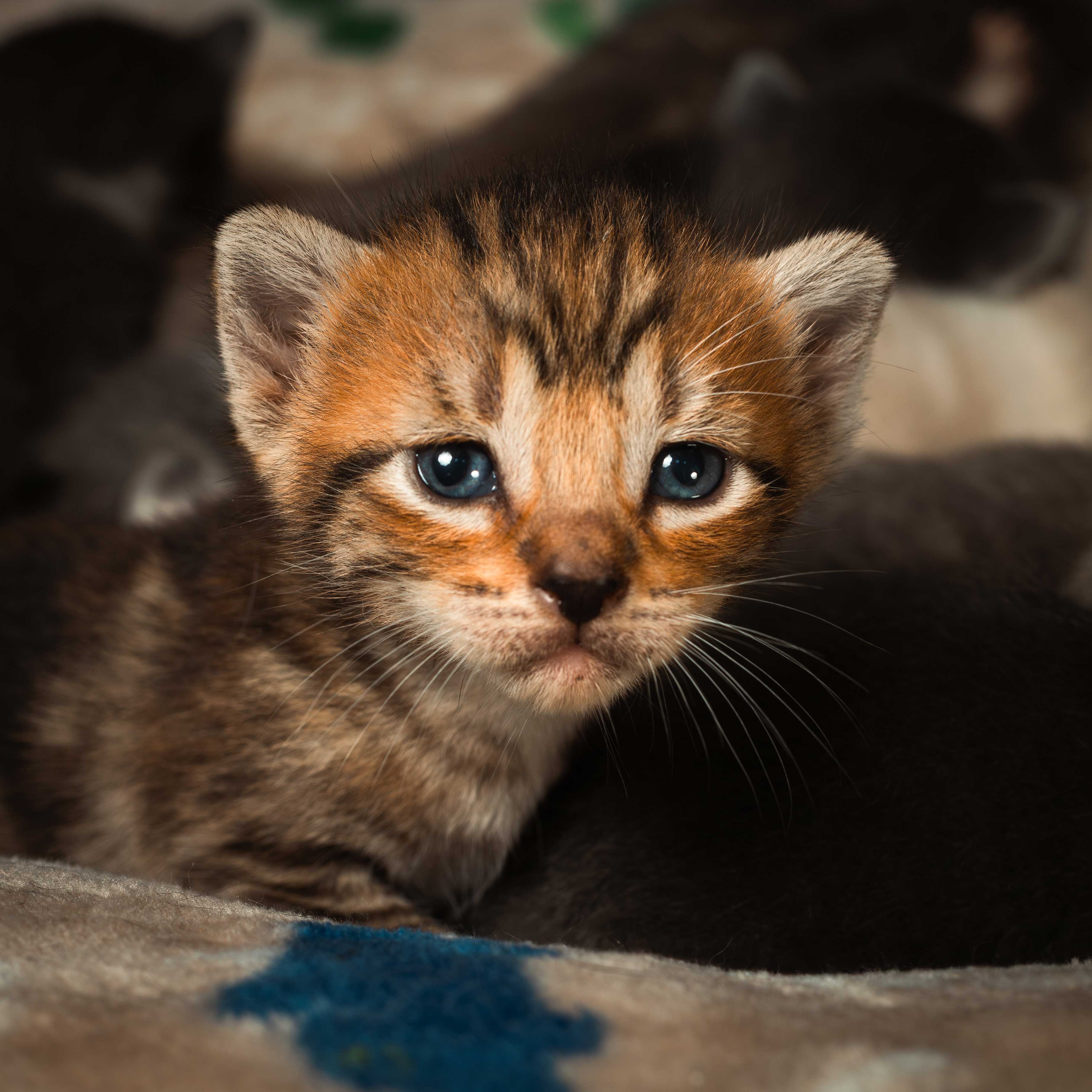 Descripción de la imagen