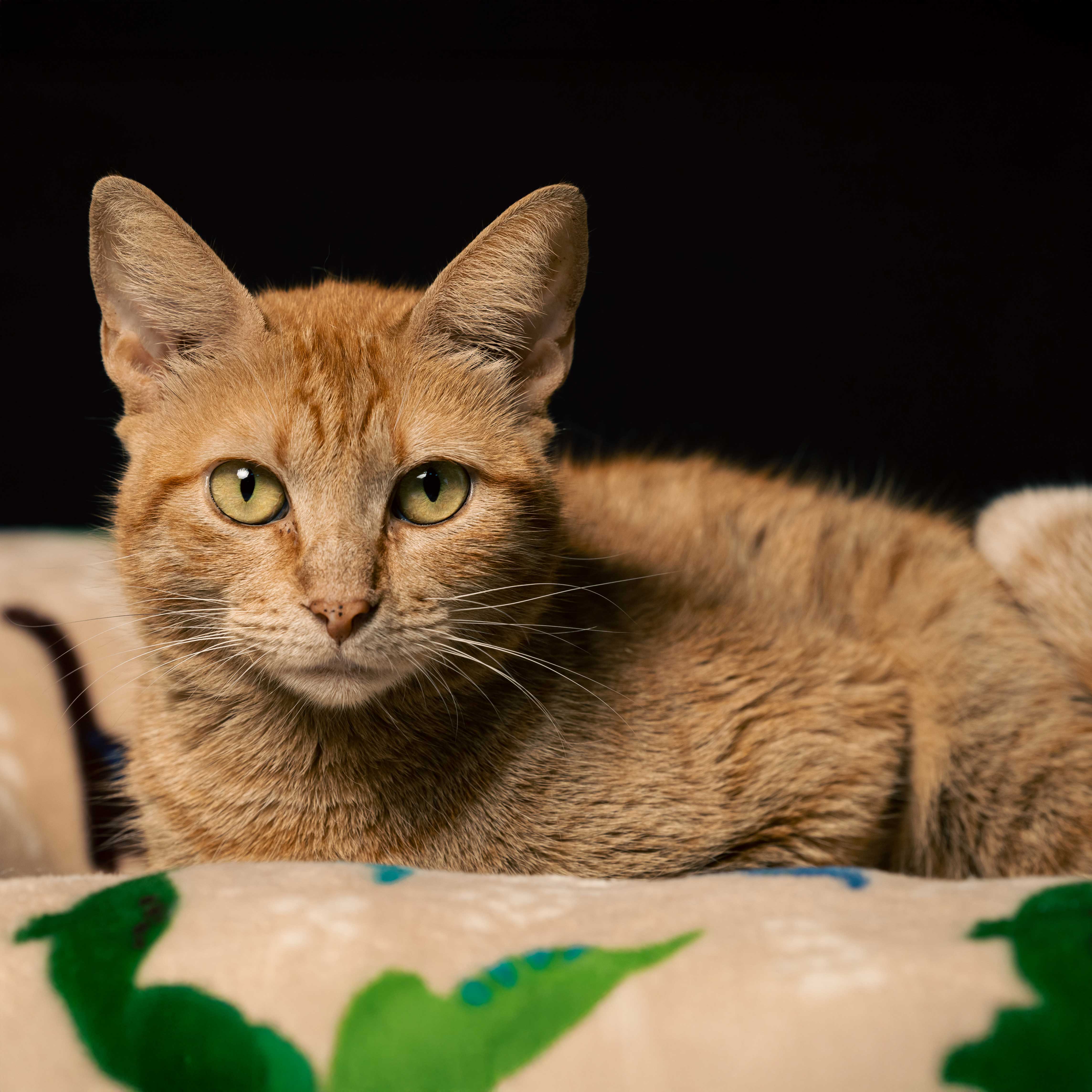 Descripción de la imagen