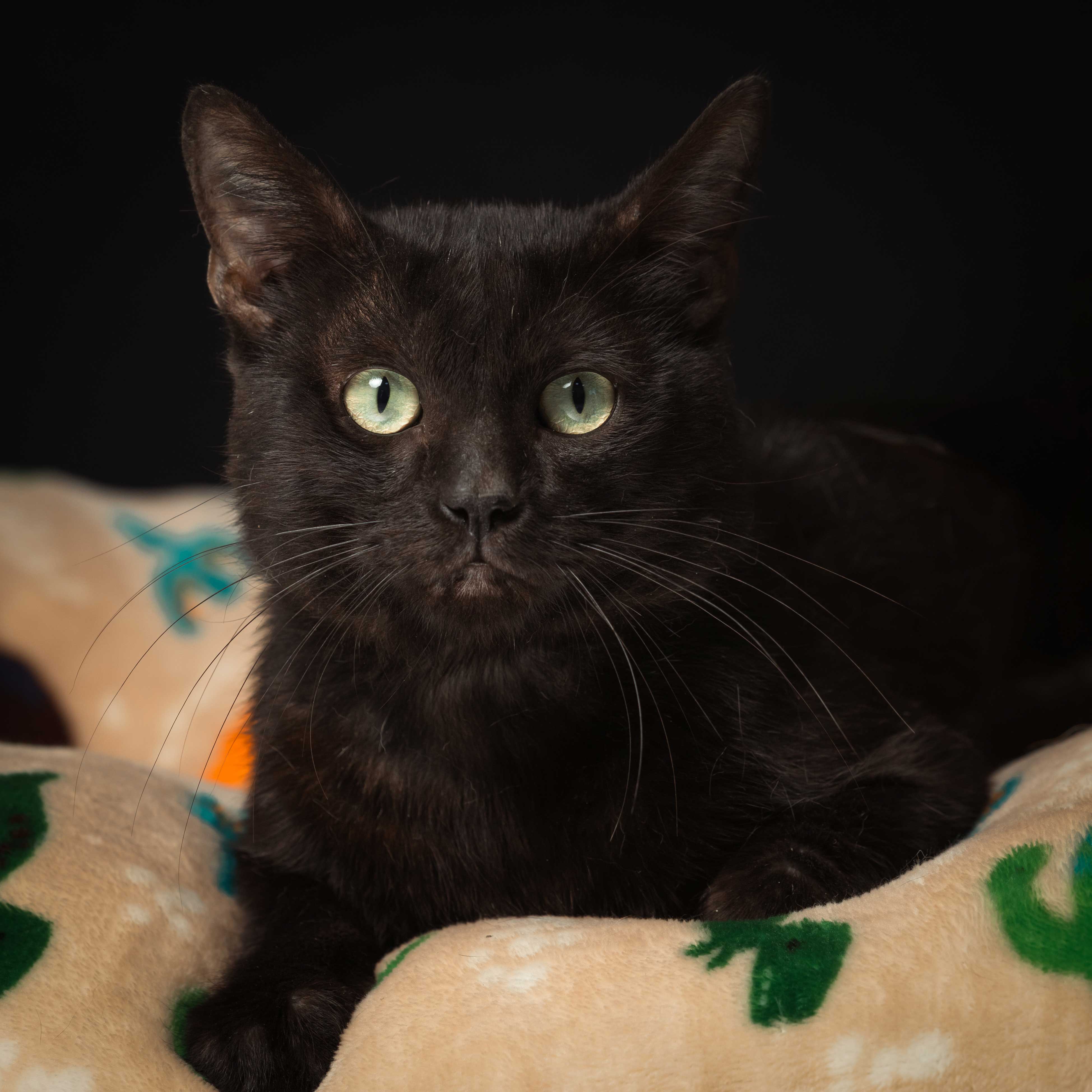 Descripción de la imagen