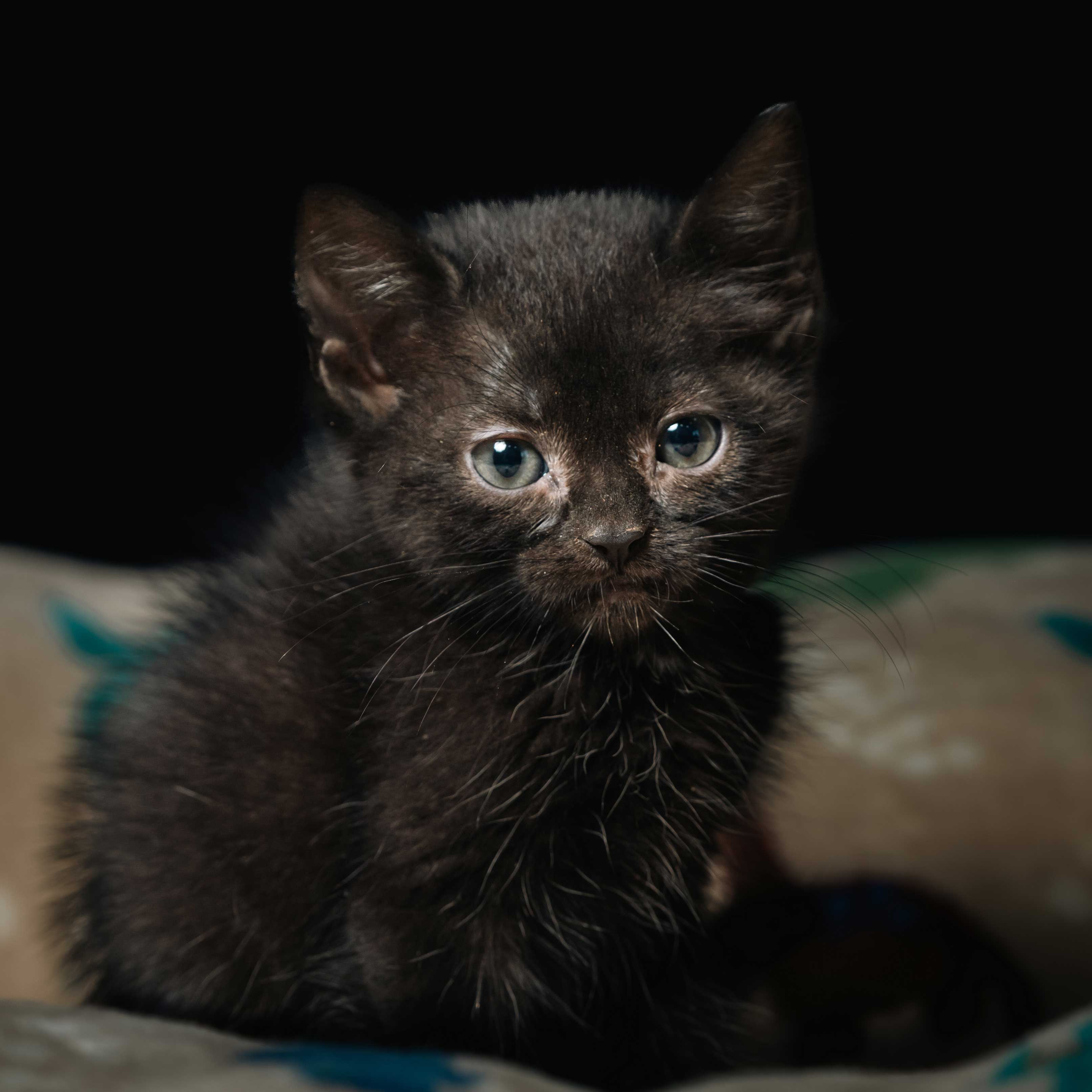 Descripción de la imagen