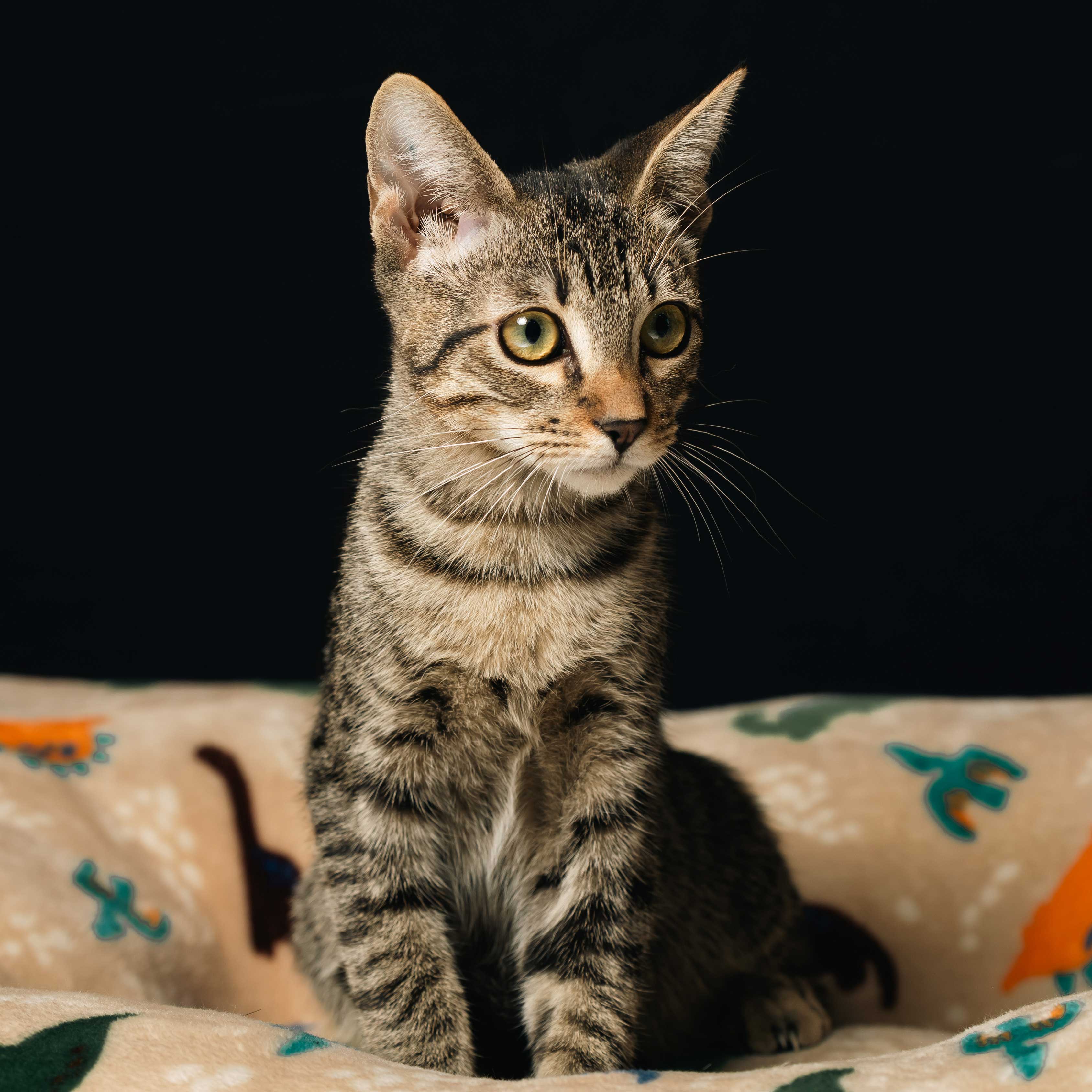 Descripción de la imagen