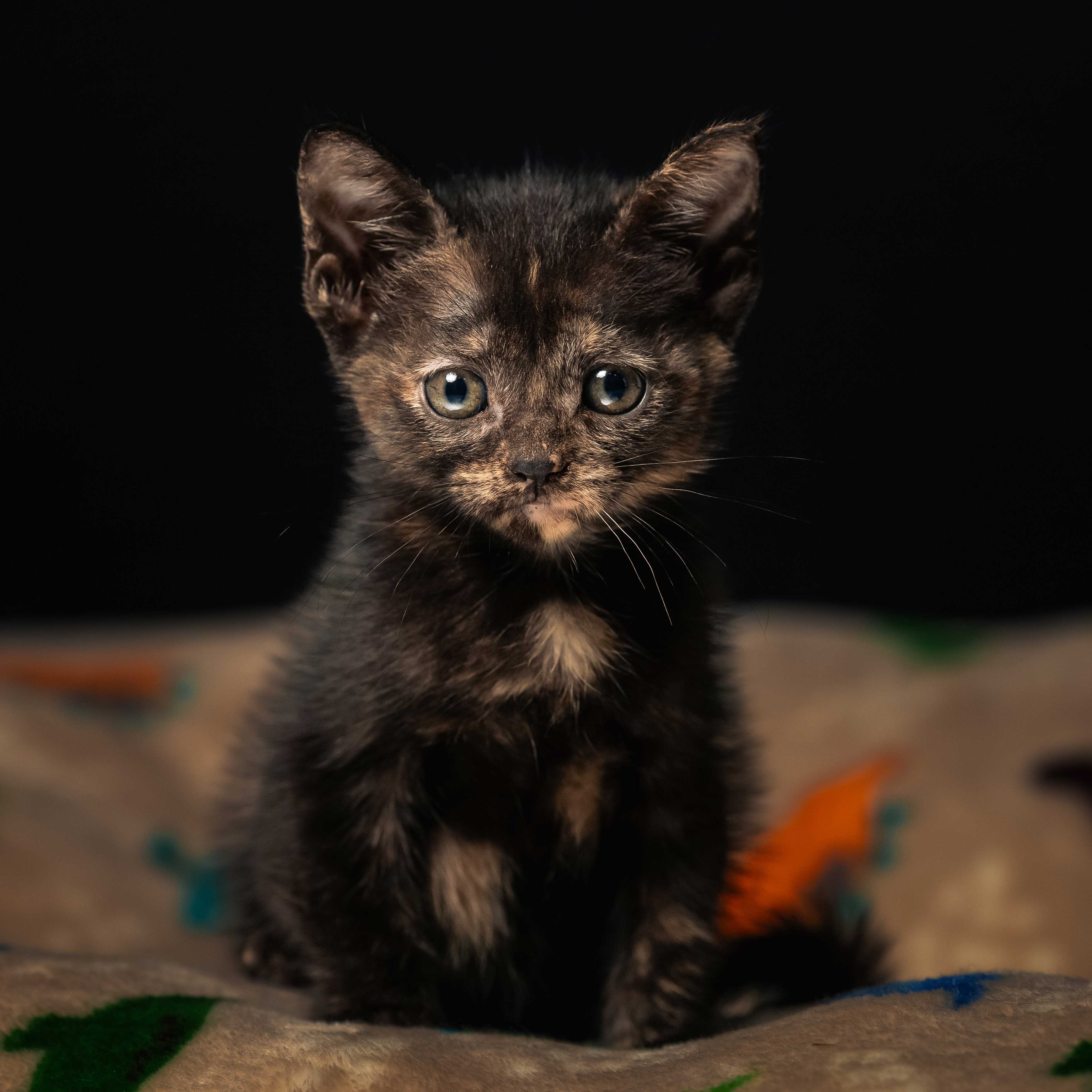 Descripción de la imagen